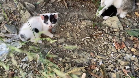 Cute little Kittens with blue eyes. Mother Cat attacked me 😮😍