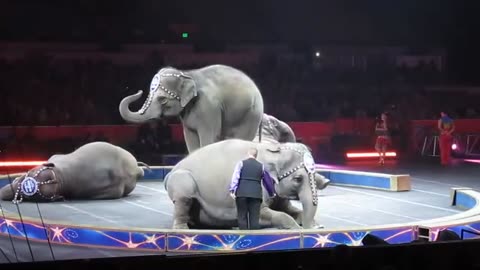 CIRCUS