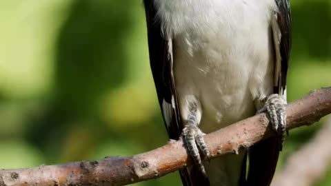 Magpie.