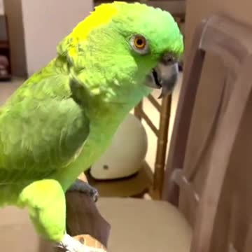 smart and funny bird part 2