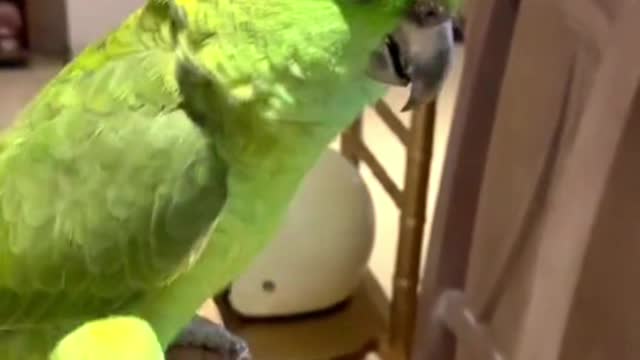 smart and funny bird part 2