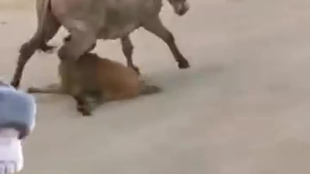 Angary ass attacked on dog he cought leg