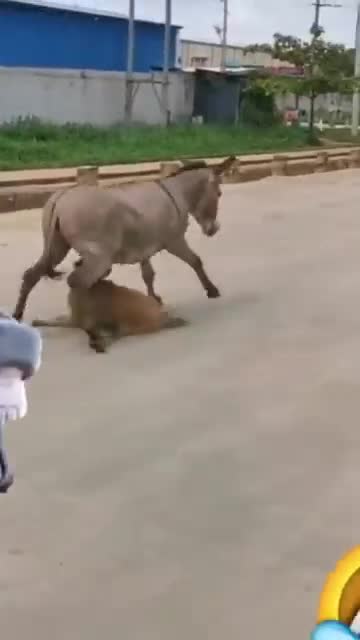 Angary ass attacked on dog he cought leg