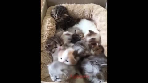 So many cute kittens