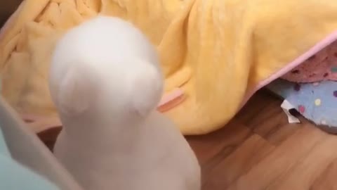 Cute baby dog