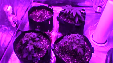 Batch # 6 of daddies growth journal