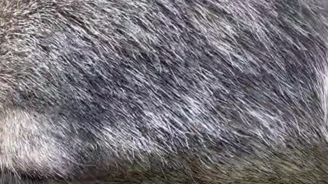 Can you tell it's a Wolf?