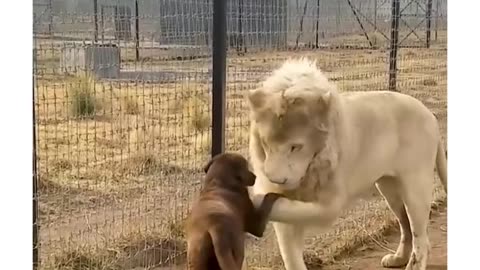 OG Doghie meets OG Lion king 🤣😅🤣😅🤣😅