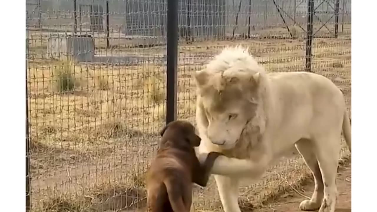 OG Doghie meets OG Lion king 🤣😅🤣😅🤣😅