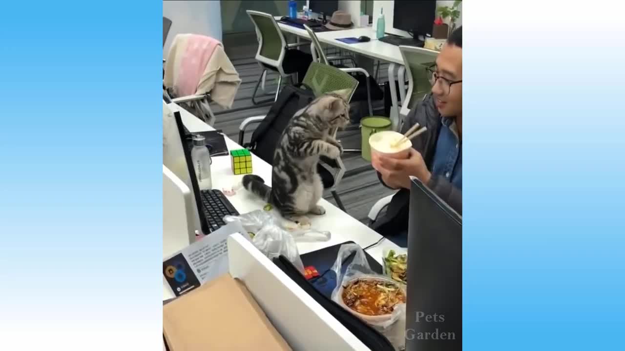Funny and Cute Cats and Kittens Combination