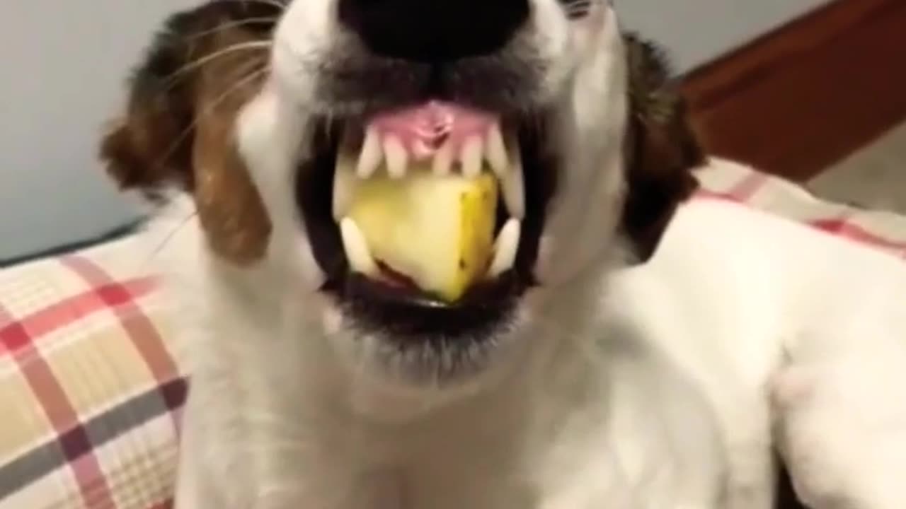 Funny Dog - funny animals video