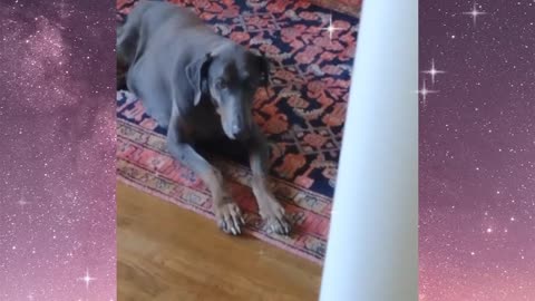 Waiting for that walk....a Zen moment