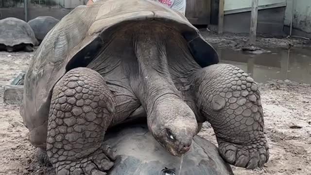 Bernie’s is an Endangered Galapagos island tortoise his plan is to fix that asap