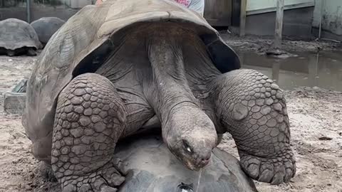 Bernie’s is an Endangered Galapagos island tortoise his plan is to fix that asap