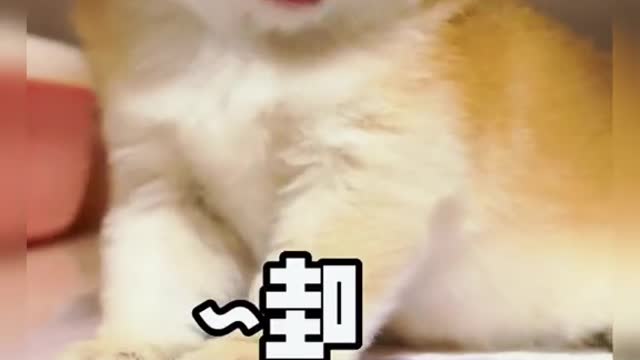 Our cat