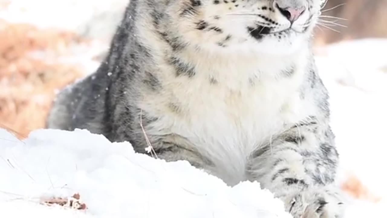 beautiful Baby snow leopard