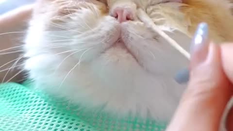 Immersive cat washing