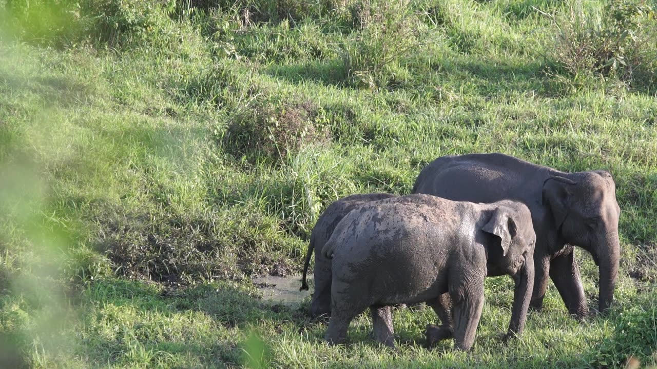 Elephants and baby elephants are very beautiful in the forest