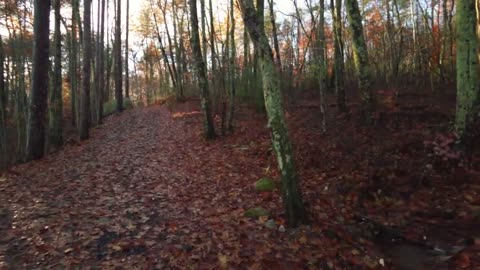 Morning walk at foggy fall season in new England.