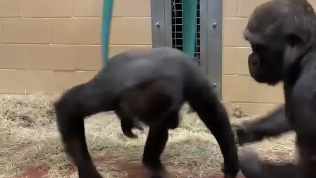 gorilla's swinging fun