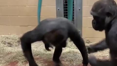 gorilla's swinging fun