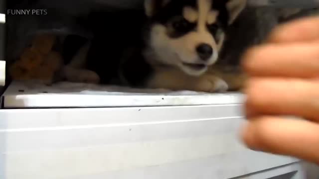 Funny HUSKY HUSKIES ARE TOO CUTE! [Funny Pets]