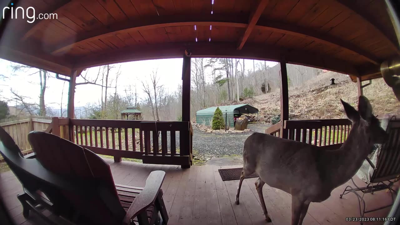 🦌 NW NC at The Treehouse 🌳 Lady sneaks a solo snack and kiss 💋 It’s going up to 75° f today