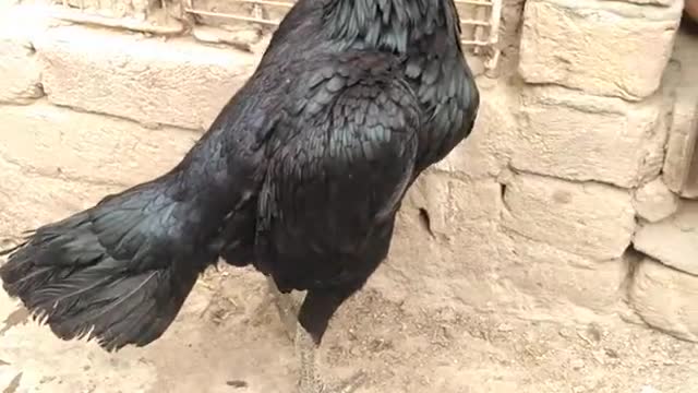 Black beautiful hen thai aseel beautiful hen. Animal lover