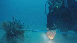 Lionfish Elbow Beach 19 May 2017