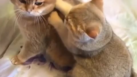 cute and funny kittens😍