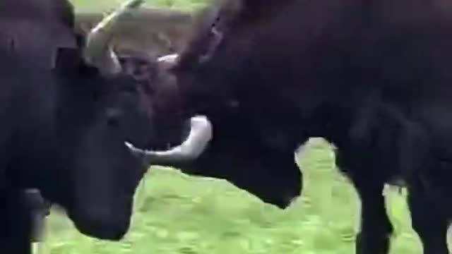 TWO ANGRY Black Yak Fight Dangerously I Unstoppable