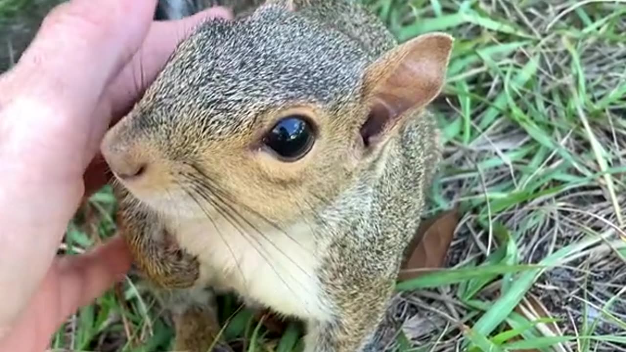 A very cute little squirrel