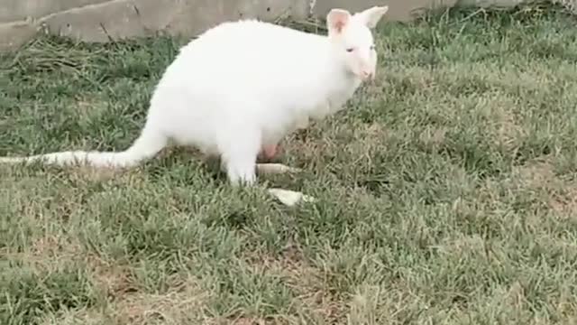 Mother and baby white kangaroo