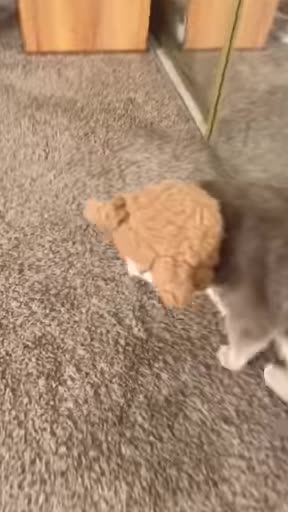 Wow too cute and funny 😂