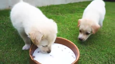 😍Cute dogs video😍