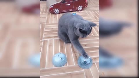 Funny cats compilation