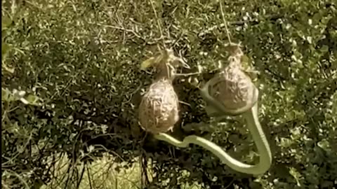 Dangerous! Angry Cobra Launched A Powerful Venom Bite To Defeat Mongoose To Escape