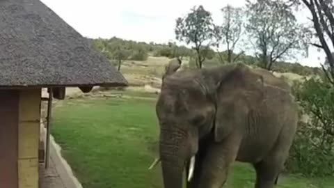 An elephant throwing litter into a trash 🗑 can.