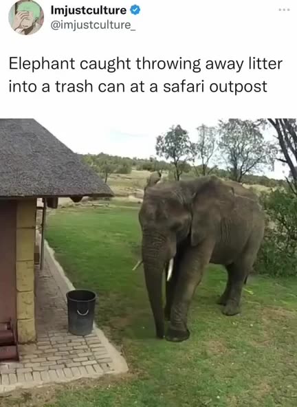 An elephant throwing litter into a trash 🗑 can.