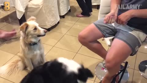 The Top 29 Dog Fails: Funny Dog Videos: FailArmy