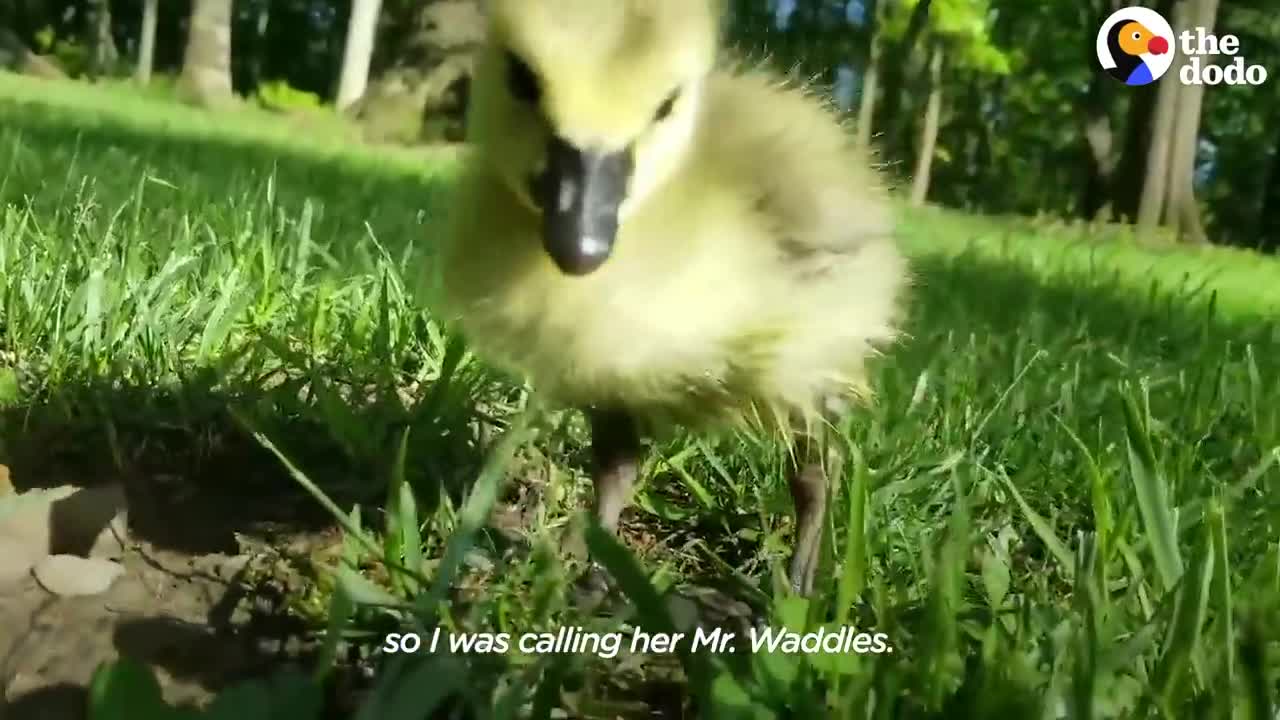 Guy Teaches His Rescued Gosling How To Fly | The Dodo Soulmates