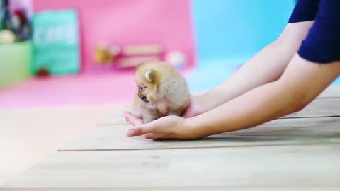 Orange Pomeranian