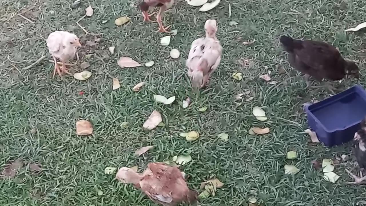 My Home Breed Chicks.