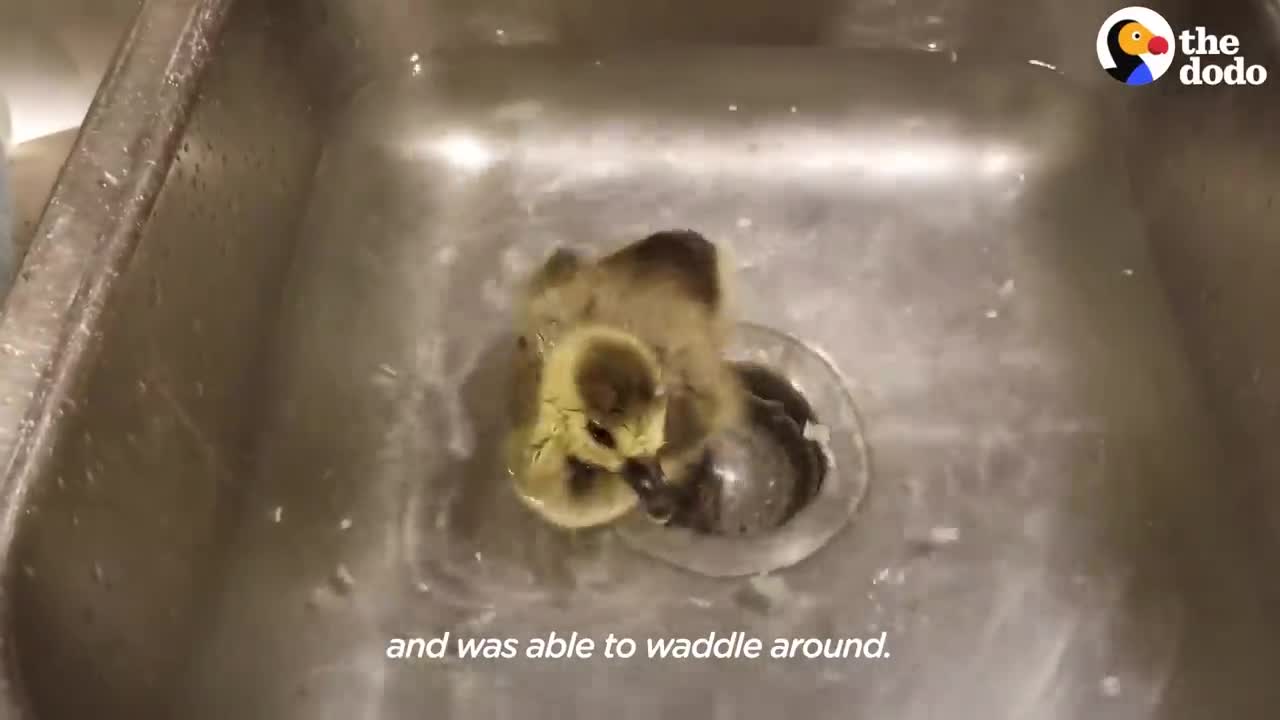 Guy Teaches His Rescued Gosling How To Fly | The Dodo Soulmates