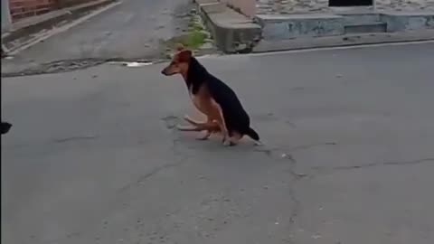 UMM WHAT’S UP WITH THIS DOG?