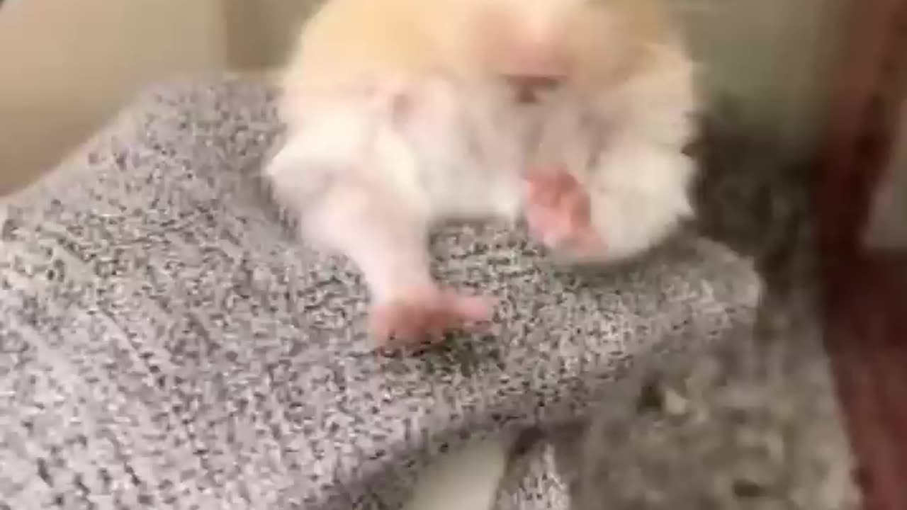 Complication of cute hamster videos vol.3