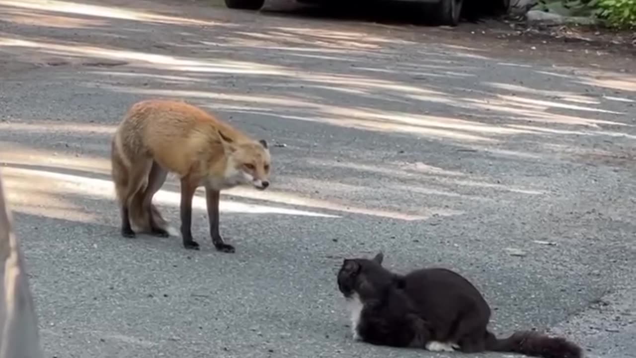 Fox vs Cat #shorts #shortvideo#video #virals #videoviral