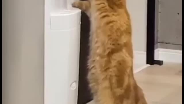 Funny Cat drinking water