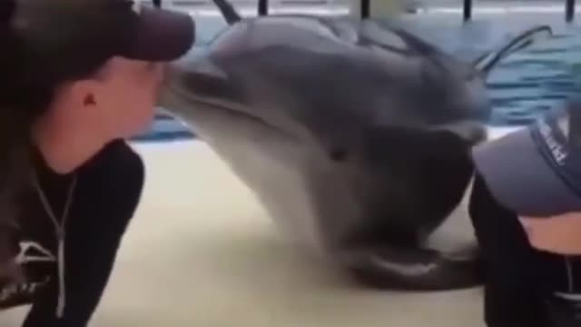 Dolphins make friends with humans