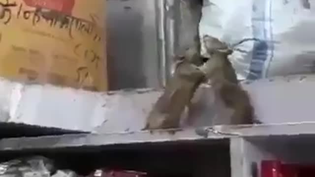 Funny rat fighting